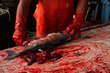 Valdez  USA  ein Fischer zerlegt frisch gefangenen Fisch im Hafen