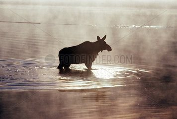 Jasper  Kanada  ein Elch am Morgen im Maligne Lake