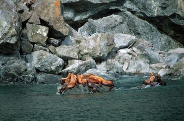 Valdez  USA  Seeloewen in der Prinz-William-Sund