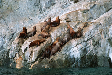 Valdez  USA  Seeloewen in der Prinz-William-Sund