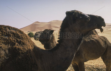 Merzouga  Marokko  Dromedare in den Sandduenen