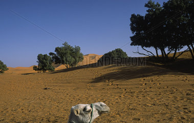 Merzouga  Marokko  Dromedar in den Sandduenen