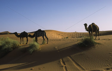 Merzouga  Marokko  Dromedare in den Sandduenen