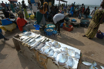 Bakau  Gambia  Einheimische auf dem Fischmarkt am Strand