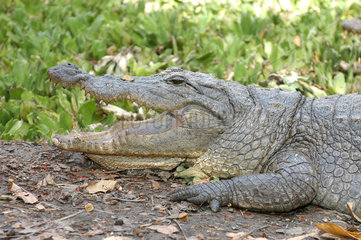 Bakau  Gambia  Krokodile im Heiligen Krokodilbecken von Kachikally