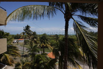 Palmen in Varadero