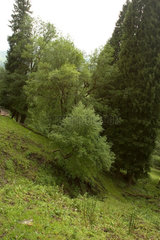 Wald bei Kurdning | forest scene trees