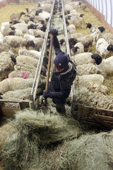 Neu Kaetwin  Deutschland - Junge fuettert Schafe im Stall mit Heu