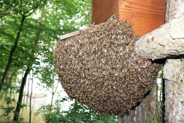 Berlin  Deutschland - Bienenschwarm haengt in einem Baum als Traube unter einer Schwarmfangkiste