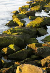 Warnemuende  Felsen mit gruenen Algen im Wasser
