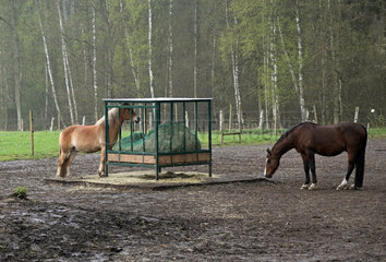 Melbeck  Pferd steht bei Regen mit dem Kopf unter einer Heuraufe mit Sicherheitsfressgitter