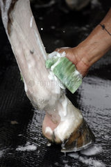 Doha  Hinterbein eines Pferdes wird mit Shampoo gewaschen