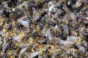 Berlin  Deutschland - tote Honigbienen nach einem harten Winter