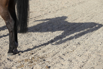 Doha  Pferd wirft einen Schatten auf den Boden