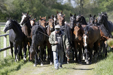 Gestuet Graditz  Pferde laufen gesittet hinter einem Pferdewirt zur Weide