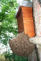 Berlin  Deutschland - Bienenschwarm haengt in einem Baum als Traube unter einer Schwarmfangkiste