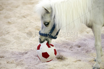 Doha  Mini-Shetlandpony spielt mit einem Softfussball