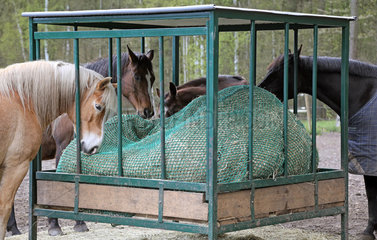 Melbeck  Pferde fressen auf einem Sandpaddock aus einer Heuraufe mit Sicherheitsfressgitter