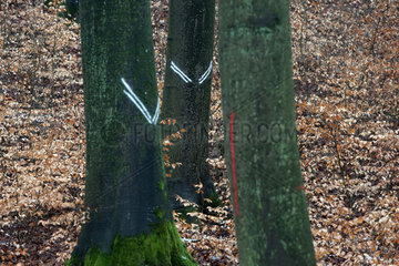 Neu Kaetwin  Deutschland - Markierungen an Baumstaemmen im Wald