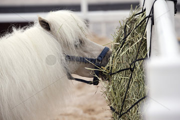 Doha  Pony frisst Heu aus einem Heunetz