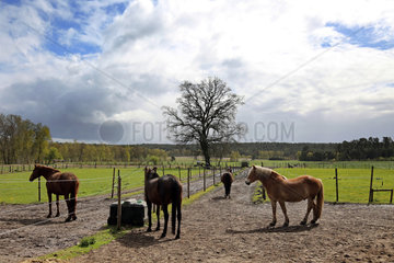 Melbeck  Pferde stehen auf einem Paddock-Trail
