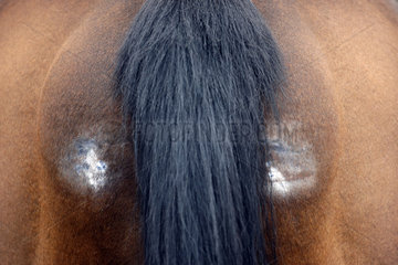 Doha  Scheuerstellen an der Hinterhand eines Pferdes
