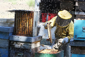 Castel Girogio  Italien  Berufsimker arbeitet von Bienen umschwirrt an einer Bienenbeute