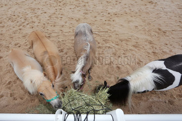 Doha  Ponies fressen Heu aus einem Heunetz