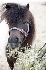 Doha  Pony frisst Heu aus einem Heunetz