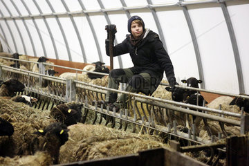 Neu Kaetwin  Deutschland - Schulpraktikant auf einem Bauernhof macht im Schafstall eine Pause