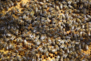 Berlin  Deutschland - Honigbienen auf einer Wabe