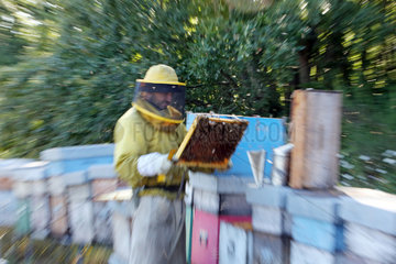 Castel Girogio  Italien  Berufsimker kontrolliert eine Bienenwabe
