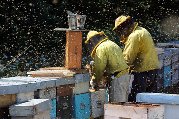 Castel Girogio  Italien  Berufsimker arbeiten von Bienen umschwirrt an Bienenbeuten