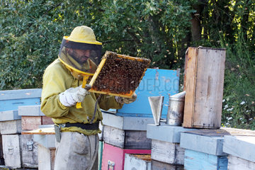 Castel Girogio  Italien  Berufsimker kontrolliert eine Bienenwabe