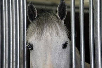 Doha  Anschnitt  Pferd mit verschiedenfarbigen Augen schaut aus seiner Box