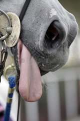Doha  Detailaufnahme  Pferd laesst seine Zunge heraushaengen