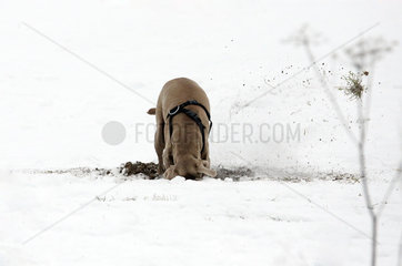Werneuchen  Hund graebt im Winter im Schnee