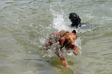 Berlin  Deutschland - Hunde baden im Schlachtensee