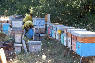 Castel Girogio  Italien  Berufsimker arbeiten von Bienen umschwirrt an Bienenbeuten