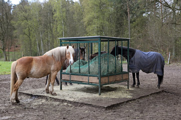 Melbeck  Pferde fressen auf einem Sandpaddock aus einer Heuraufe mit Sicherheitsfressgitter