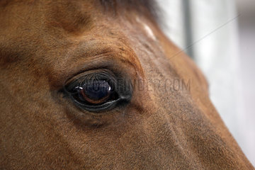 Doha  Augenpartie eines Pferdes