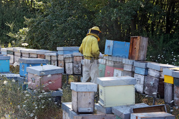 Castel Girogio  Italien  Berufsimker arbeitet an einer Bienenbeute