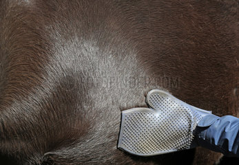 Melbeck  Detailaufnahme  Fell eines Pferdes wird mit einem Putzhandschuh aus Gummi gestriegelt