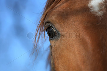 Gestuet Graditz  Augenpartie eines Pferdes