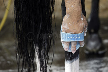 Doha  Hinterbein eines Pferdes wird gestriegelt