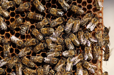 Berlin  Deutschland - Honigbienen auf einer Wabe