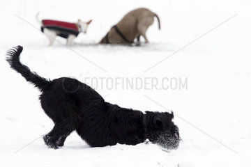 Werneuchen  Hunde graben im Winter im Schnee