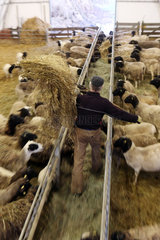 Neu Kaetwin  Deutschland - Landwirt fuettert seine Schafe im Stall mit Heu