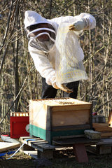 Berlin  Deutschland - Imker kontrolliert eines seiner Bienenvoelker