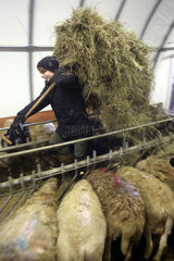 Neu Kaetwin  Deutschland - Junge fuettert Schafe im Stall mit Heu
